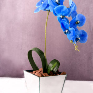 Orquídea Azul Majestade